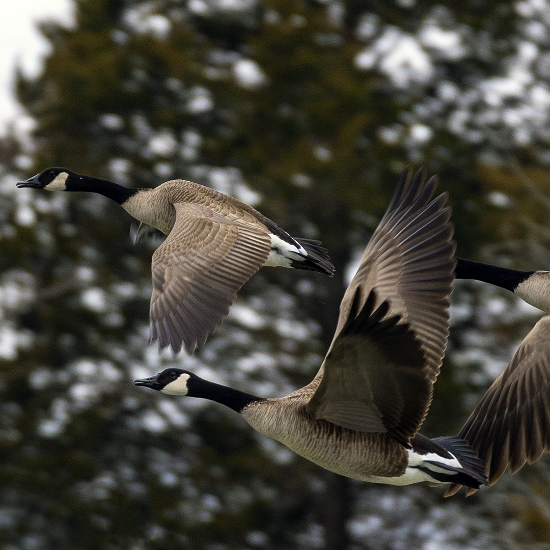 Canada geese in flight